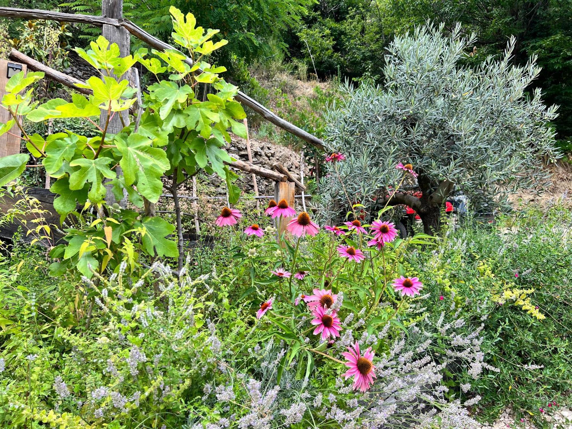 Les Magnels Bed & Breakfast Valleraugue Eksteriør bilde